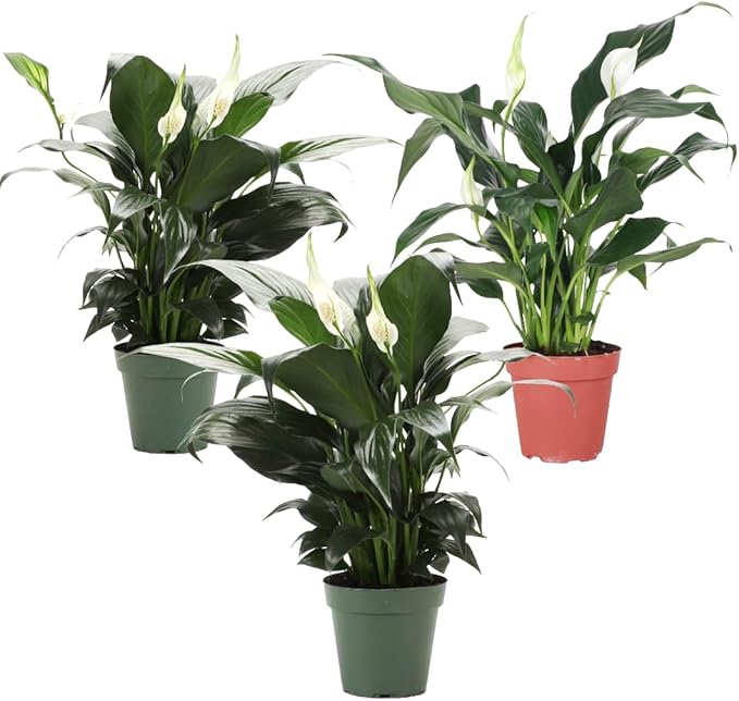 Thorsen's Greenhouse Live Peace Lily Plant, Spathyphylum, Low Light, Easy to Grow, Natural Air Purifier Live Indoor Plant, 4-6" Diameter Pot (3 Pack Growers Pot, 4-inch Pot)