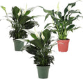 Thorsen's Greenhouse Live Peace Lily Plant, Spathyphylum, Low Light, Easy to Grow, Natural Air Purifier Live Indoor Plant, 4-6" Diameter Pot (3 Pack Growers Pot, 4-inch Pot)
