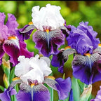 200+ Mixed Color Rare Heirloom Iris Seeds for Planting - Stunning Colors for Your Garden