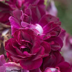 Heirloom Roses Rose Plant - Burgundy Iceberg™ Purple Rose Bush, Shrub Live Plant for Planting Outdoors
