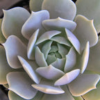 Altman Plants, Lola Echeveria Succulent Plants Live Succulents Plants Live with Pot, Live Indoor Plants Live Houseplants Live Indoor House Plants Indoors Live Plants Outdoor Plants Live Outdoor Plants