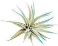 Teal Blue Colorful Tillandsia Air Plants - Long Lasting Color Enhanced Live Tillandsia Succulent House Plants - Home and Garden Decor - Easy Care Indoor and Outdoor (Harrisii, Single)
