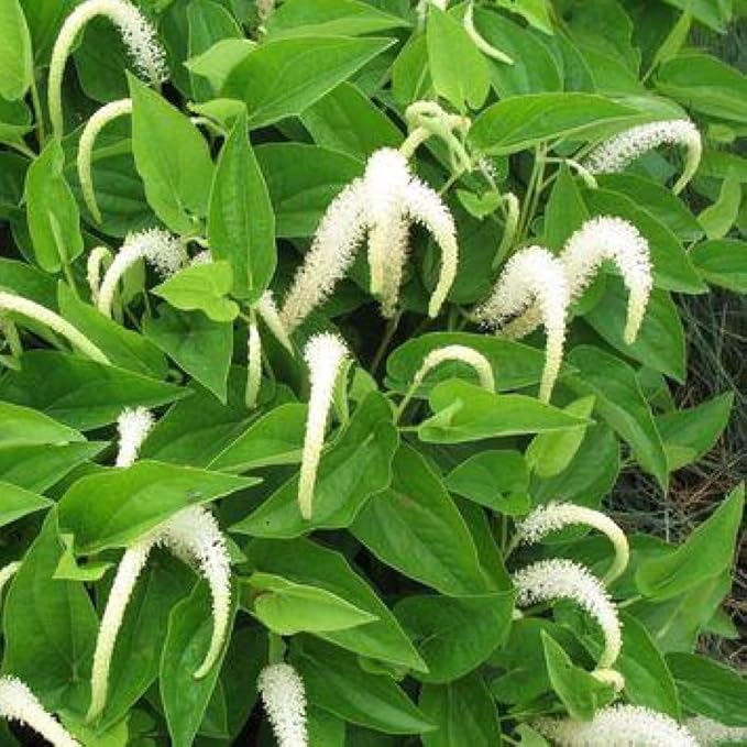 Chalily Native Lizard's Tail, a Great Live Pond Plant for Your Water Garden. Filters The koi and Goldfish Pond. Good for Bogs, Plant Shelf or Shallow Water This marginal Aquatic is a Real Beauty