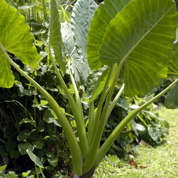 2 Green Giant Taro Alocasia Plants Live Houseplant for Indoor Outdoor Growing, 4 to 8 Inches Tall, Rare and Hardy