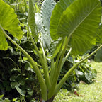 2 Green Giant Taro Alocasia Plants Live Houseplant for Indoor Outdoor Growing, 4 to 8 Inches Tall, Rare and Hardy