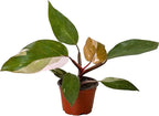 Philodendron Pink Princess Live Plant for Indoor | Different Houseplants in 4'' & 6'' Pot | Real House Plant for Living Room, Office, Desk & Bathroom | Erubescens