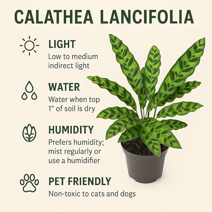 Calathea Lancifolia Rattlesnake Plant, Green with Purple Undersides, 4-6 Inch, Live Indoor Prayer Plant, Pet Safe, Low Light Tropical Houseplant
