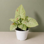 Syngonium Milk Confetti Live Plant, Mint and Pink Indoor Plant, Pink Variegated Plant, Easy Houseplant, Live Plants Indoor Syngonium Plant Live