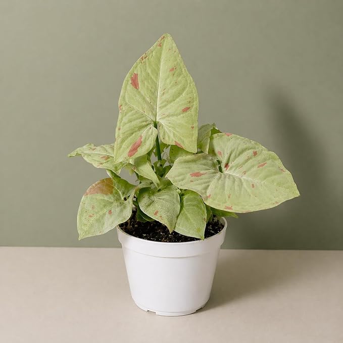 Syngonium Milk Confetti Live Plant, Mint and Pink Indoor Plant, Pink Variegated Plant, Easy Houseplant, Live Plants Indoor Syngonium Plant Live