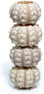 Nautical Crush Trading Sea Urchins Shells for Air Plants - 4 Purple Sputnik (1.5-3") Sea Urchin Shells - Hanging Air Plant Holder - Air Plants Live Holders - Air Plant Pot - No Plants Included