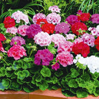Set 2 Geranium Plants Live, 4-9 Inches Tall, Hardy Flowering Geraniums for Garden or Pots, Fragrant Perennial Blooms (Mixed Geranium)