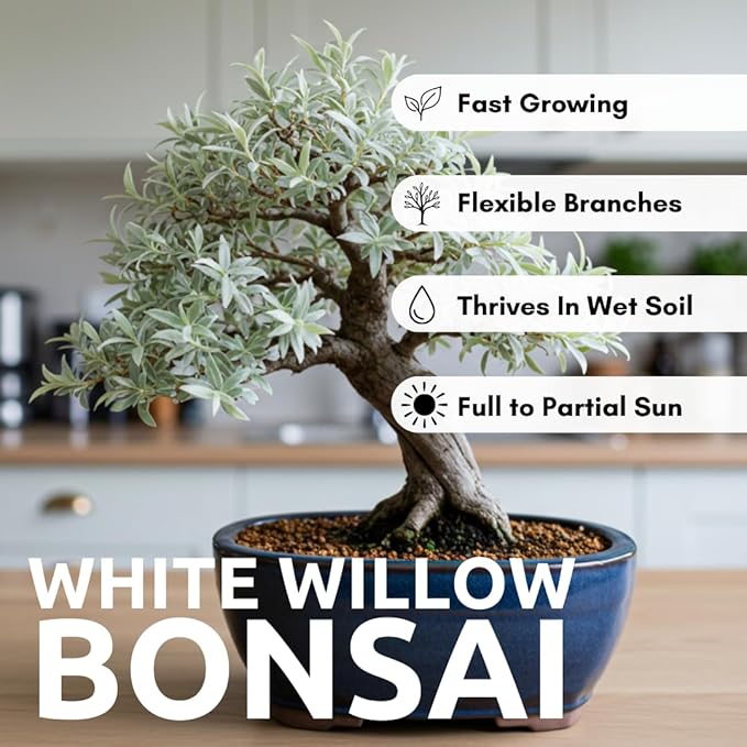 Live Dwarf White Willow Bonsai Tree - Stunning Silvery-Green Leaves - Fast Growing, Indoor/Outdoor Bonsai Material - Easy-to-Root & Bloom - Unique Zero Waste Living Gift for Plant Lovers