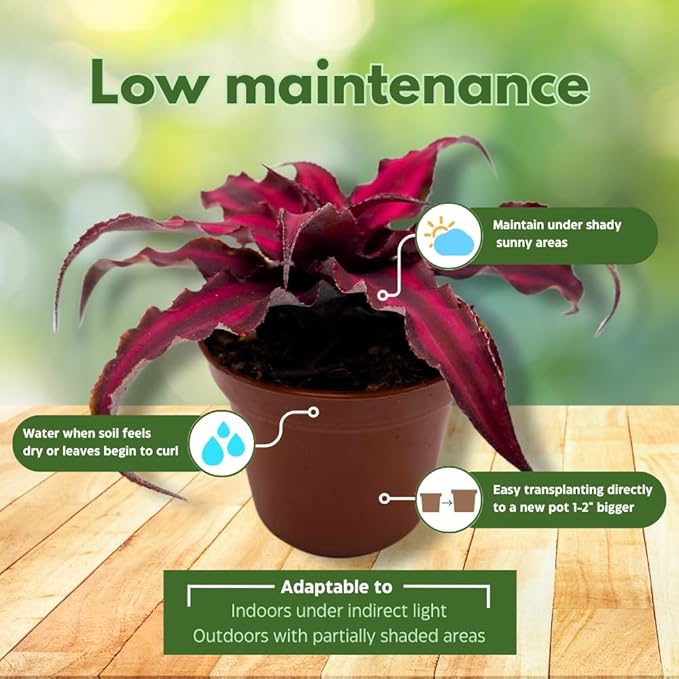 BubbleBlooms Red House Plants Foliage Assortment Set of 3 in 2 inch pots