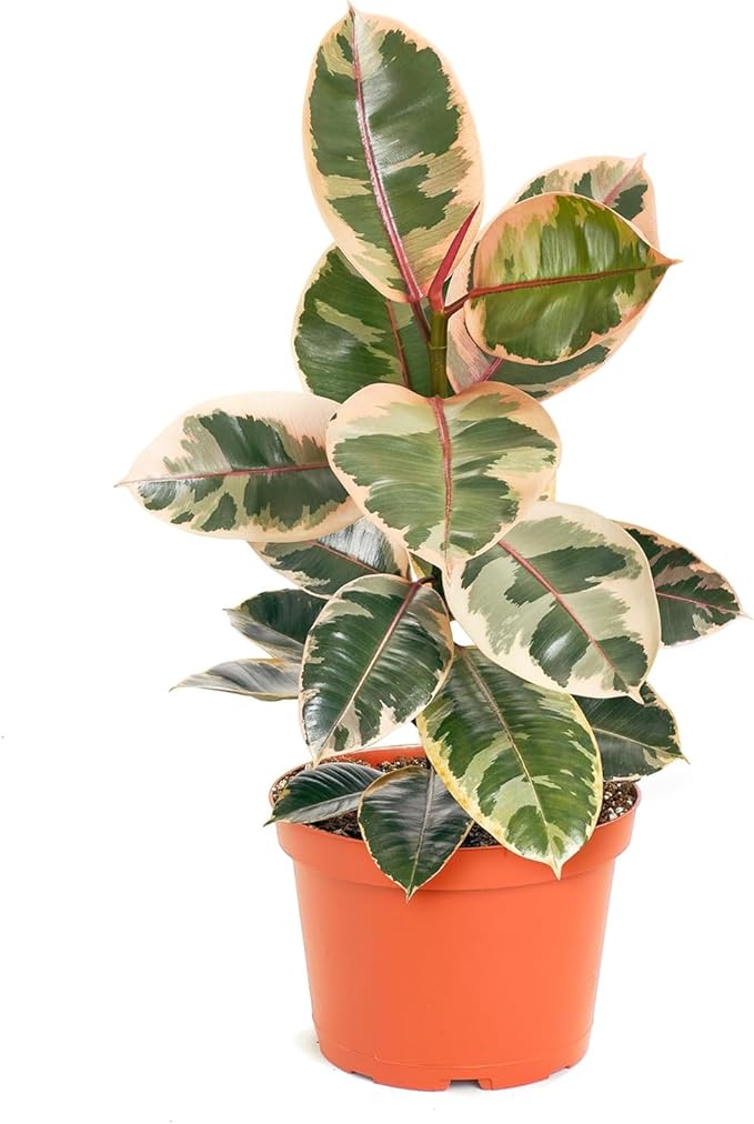 Shop Succulents Ficus Tineke, Live Indoor Plant, Low Maintenance Rubber Tree with Vibrant Pink and Green Leaves, Ideal for Home Decor, Office, and Room Enhancement, 6 Inch Nursery Pot