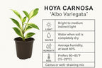 Hoya Carnosa Albo Variegata, 4 Inch Live Indoor Wax Plant, Green and Cream Variegated Leaves, Air Purifying Trailing Houseplant