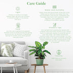 American Plant Exchange Live Calathea 'Beauty Star' – 6-Inch Pot Cover – Pet-Friendly Tropical Houseplant with Striped Green Leaves for Low Light Homes, Offices, Shelves & Indoor Décor