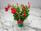 Coral Dipladenia Bush - Live Flower Plant - Tropical Plants of Florida - 14 inch Overall Height - 1 Gallon (Plant Only)