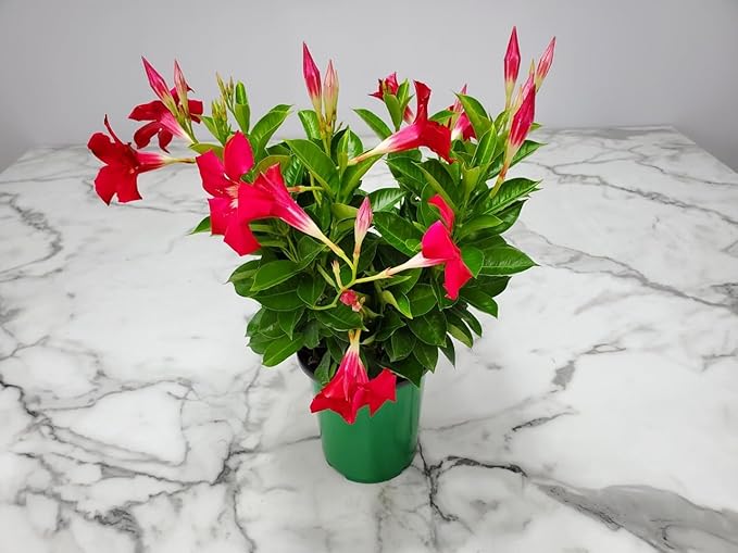 Coral Dipladenia Bush - Live Flower Plant - Tropical Plants of Florida - 14 inch Overall Height - 1 Gallon (Plant Only)