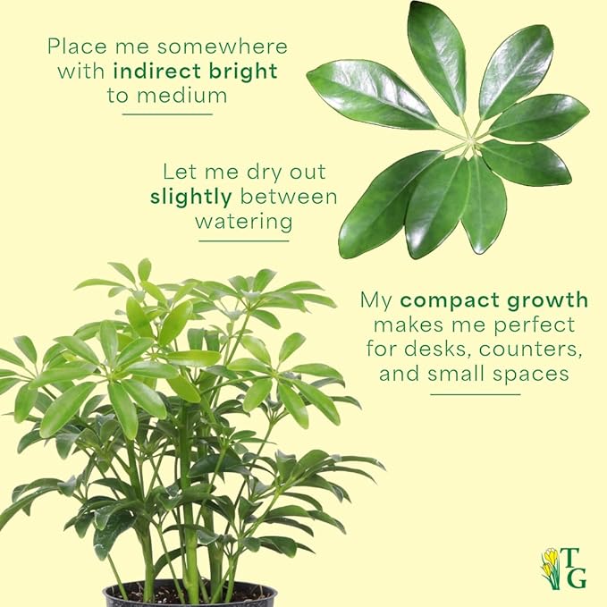 Thorsen's Greenhouse Live Arboricola Umbrella Tree Plant, Schefflera Arboricola, Natural Air Purifier, Easy to Grow, Live Indoor Houseplant, 4-inch Diameter (Lavender)