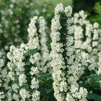 Mock Orange Bush, Philadelphus Shrub Live Plant, Sweet Fragrant Mock Orange Plants Tree Live in Pot, 5-8 Inc Tall