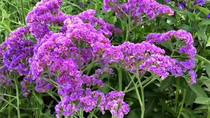 RedCrocus Limonium 'Salt Lake' Sea Lavender- Drought-Tolerant Perennial for Borders, Cut Flowers & Xeriscapes, Pollinator Attractant, Pet Safe 8" Pot