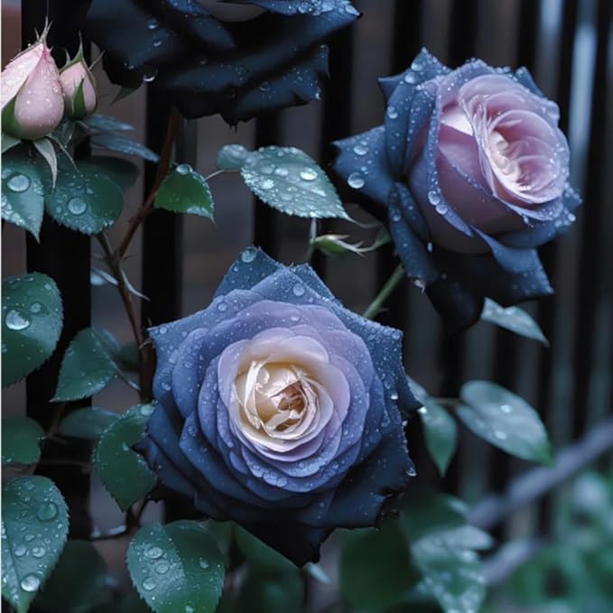 48+ Rose Seeds for Planting Outdoors,Rare Rose Seeds,Roses Seed Blooms, Gothic & Elegant Heirloom Variety for Dramatic Gardens Home Outdoor