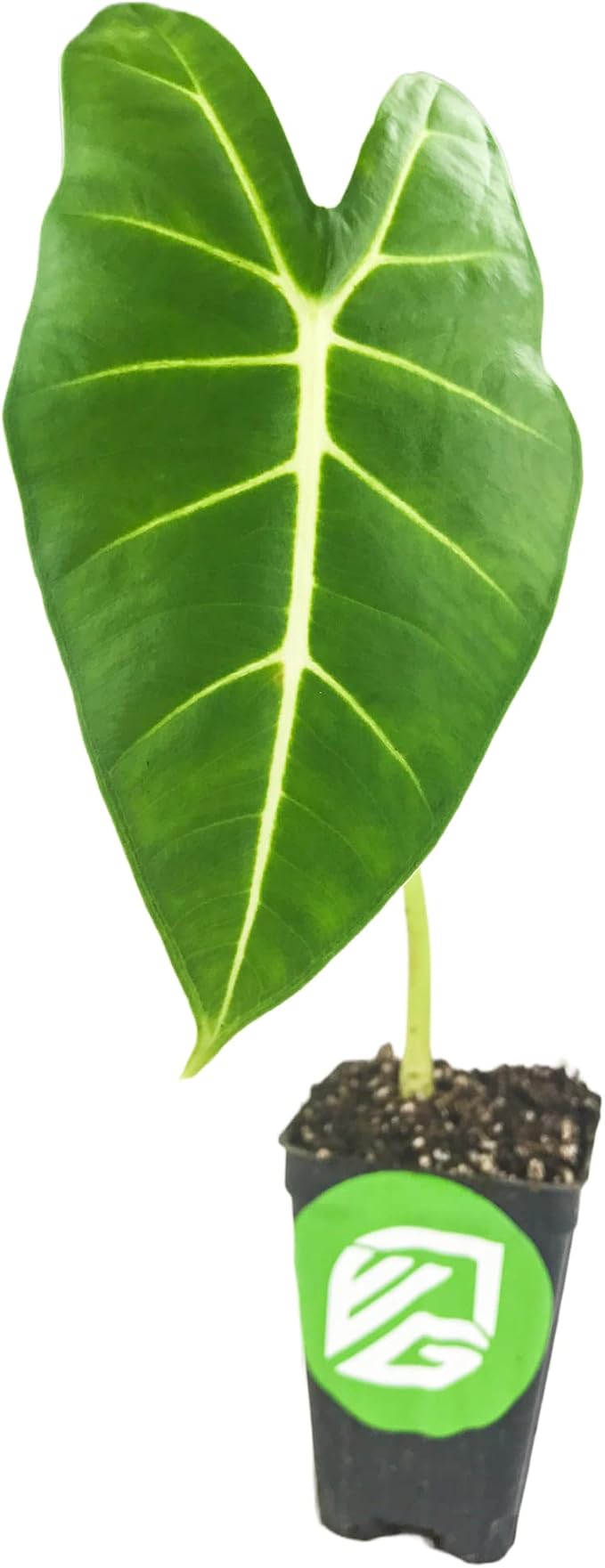 Frydek Elephant Ear Live Plant - Alocasia Micholitziana - Wellspring Gardens Starter Plant - Exotic Tropical Houseplant for Indoor & Outdoor Garden, Landscaping, Home Decor - Lush Green Foliage
