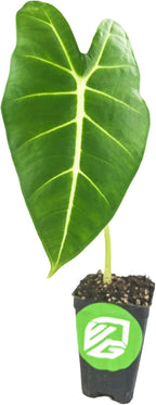 Frydek Elephant Ear Live Plant - Alocasia Micholitziana - Wellspring Gardens Starter Plant - Exotic Tropical Houseplant for Indoor & Outdoor Garden, Landscaping, Home Decor - Lush Green Foliage