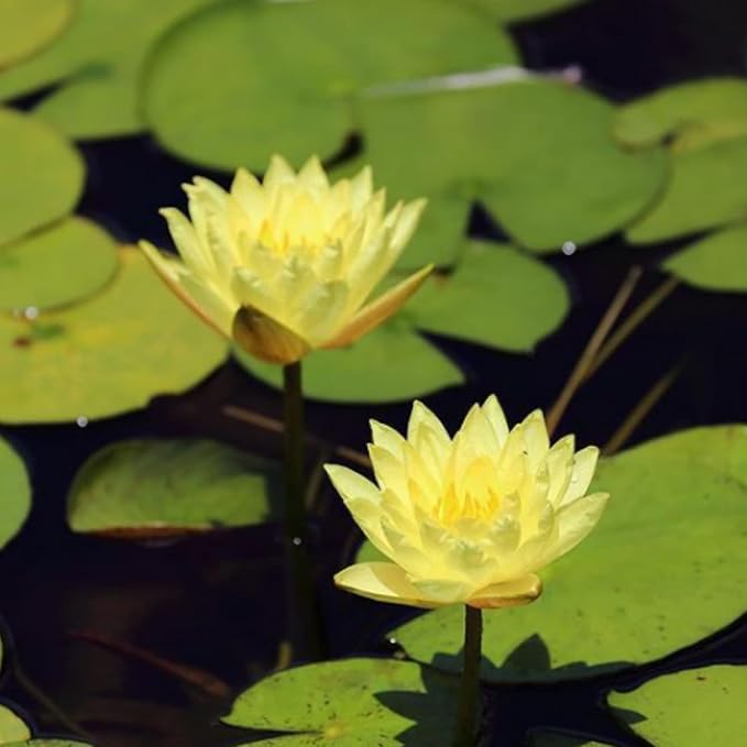 Mainam Yellow Nymphaea Inner Light Live Aquarium Plant Hardy Water Lilies Tuber for Freshwater Fish Pond Balcony