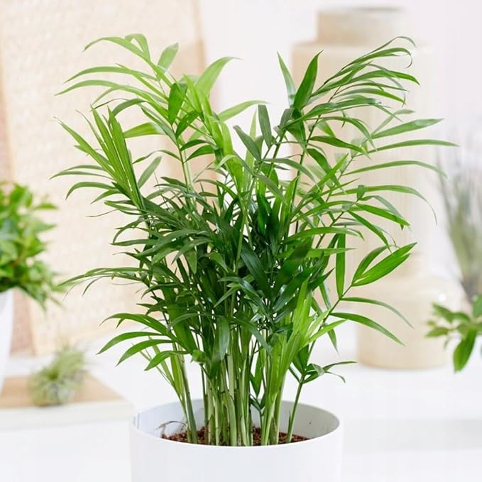 Seeds Parlor Palm Neanthe Bella (Palm Chamaedorea) Rare Perennial Tree