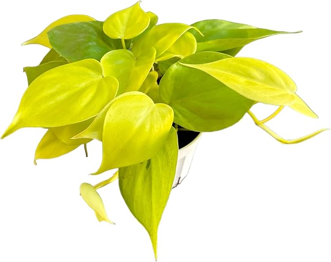 Hopewind Plnats Shop - Philodendron hederaceum Neon Cordatum, Rare Variety, Easy to Care Live Indoor Plant, 4 inch Pot