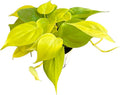 Hopewind Plnats Shop - Philodendron hederaceum Neon Cordatum, Rare Variety, Easy to Care Live Indoor Plant, 4 inch Pot