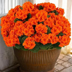 Set 2 Geranium Plants Live, 4-9 Inches Tall, Hardy Flowering Geraniums for Garden or Pots, Fragrant Perennial Blooms (Orange Geranium)