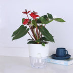 Oliz 6 Inch Self Watering Plastic Plant Pots for Indoor Plants - 3 Pack White Orchid Planters with Wick Ropes & Drainage Holes, Modern Decorative Garden Pots with Water Reservoir