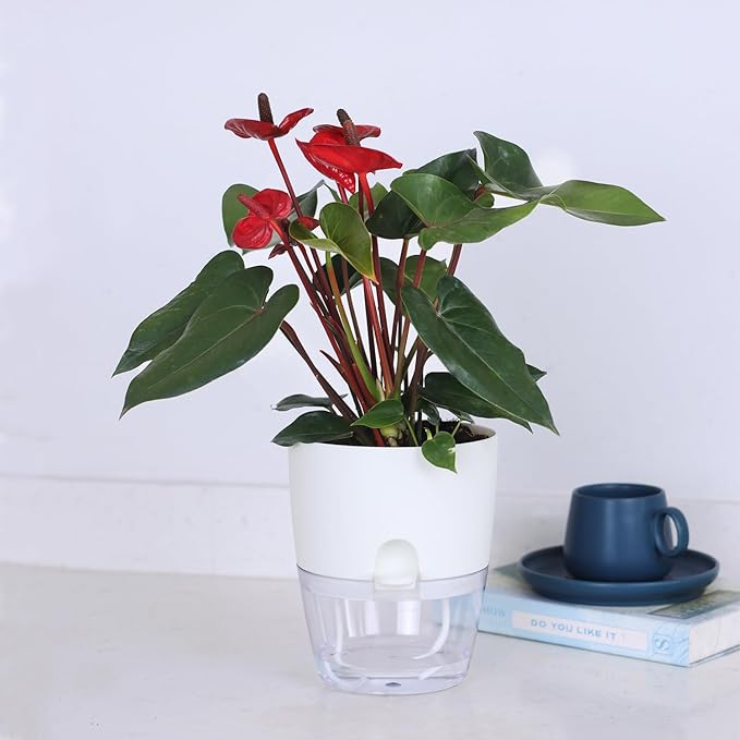 Oliz 6 Inch Self Watering Plastic Plant Pots for Indoor Plants - 3 Pack White Orchid Planters with Wick Ropes & Drainage Holes, Modern Decorative Garden Pots with Water Reservoir