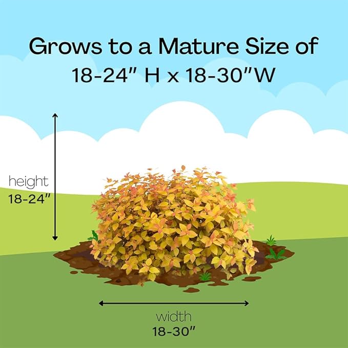2 Gallon Proven Winners Spirea Double Play Candy Corn Shrub