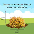 2 Gallon Proven Winners Spirea Double Play Candy Corn Shrub