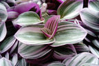 Rare Nanouk Pink Tradescantia - 4" Pot - Collector's Series