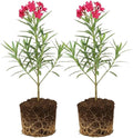 2 Pink Oleander Plants Live, 4-8" Tall Starter Plant, Hardy Flowering Shrub for Outdoor Garden