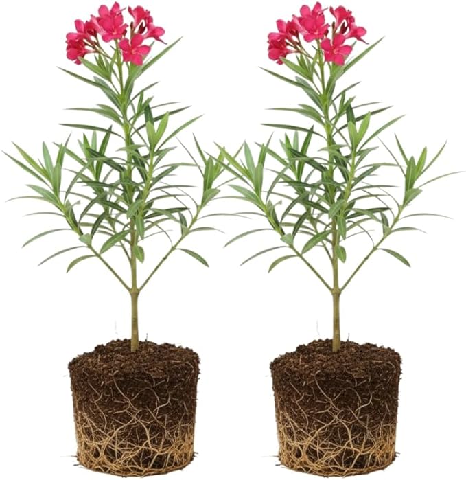 2 Pink Oleander Plants Live, 4-8" Tall Starter Plant, Hardy Flowering Shrub for Outdoor Garden