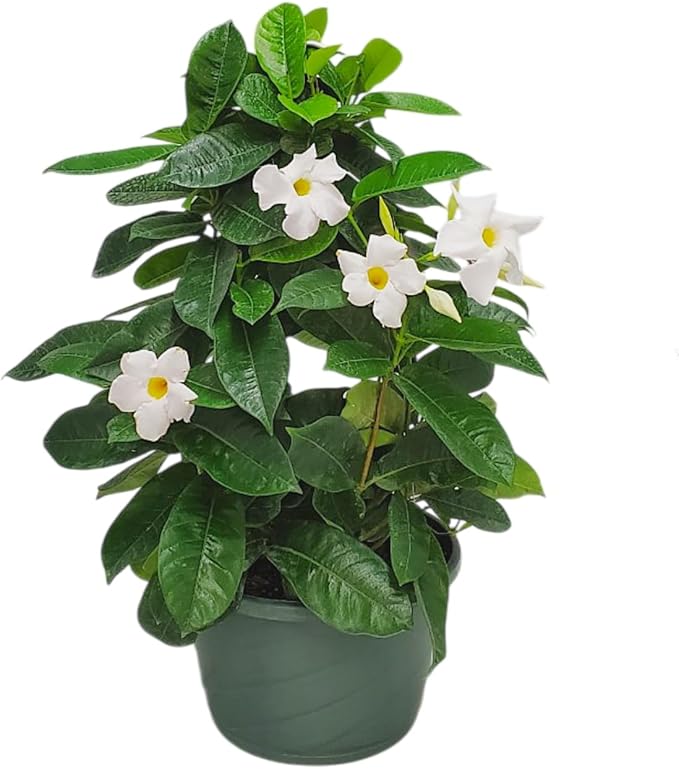 White Mandevilla Plant Live Hanging Basket - 12" Basket - Overall Size 14" Wide by 18" Tall - Tropical Plants of Florida (Plant Only)…