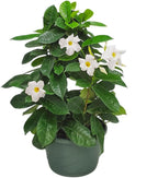 White Mandevilla Plant Live Hanging Basket - 12" Basket - Overall Size 14" Wide by 18" Tall - Tropical Plants of Florida (Plant Only)…