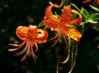 50PCS Orange Tiger Lily Seeds Rare Bloom Flower Seeds Heirloom