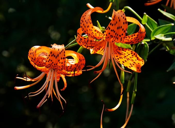 50PCS Orange Tiger Lily Seeds Rare Bloom Flower Seeds Heirloom