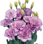 Eustoma Lisianthus Plant Live, Lisianthus Flowers Well Rooted Plug 2-3 Inch Height, Lisianthus Thornless Roses Seedling (Lilac Lisianthus)