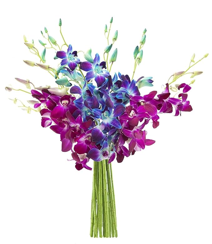 KaBloom PRIME NEXT DAY DELIVERY - Summer Collection - 30 Blue And Purple Orchids. Gift for Birthday, Anniversary, Get Well, Thank You, Valentine, Mother’s Day Fresh Flowers
