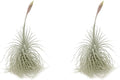 ragnaroc Live air Plant - Tillandsia Tectorum Air Plant 4-6" – 2ct – Unique Shape with Silvery Fuzz – Low Maintenance Houseplant – Perfect for Decor, Terrariums, Gifts - Live Arrival Guaranteed