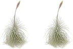 ragnaroc Live air Plant - Tillandsia Tectorum Air Plant 4-6" – 2ct – Unique Shape with Silvery Fuzz – Low Maintenance Houseplant – Perfect for Decor, Terrariums, Gifts - Live Arrival Guaranteed