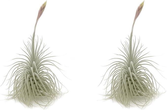 ragnaroc Live air Plant - Tillandsia Tectorum Air Plant 4-6" – 2ct – Unique Shape with Silvery Fuzz – Low Maintenance Houseplant – Perfect for Decor, Terrariums, Gifts - Live Arrival Guaranteed