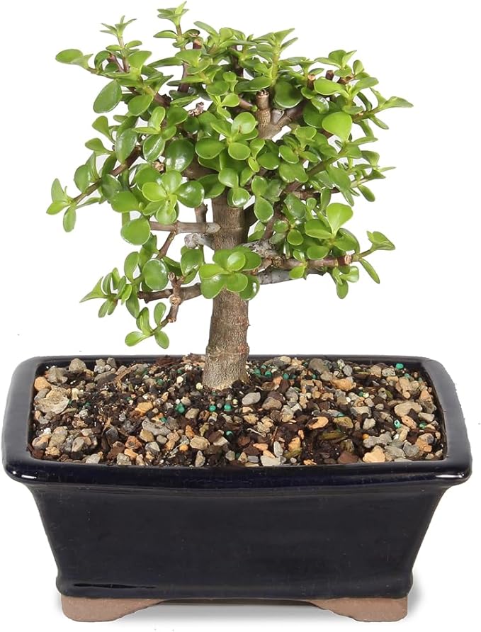 Brussel's Bonsai - Live Dwarf Jade Bonsai Tree in a Grower Bonsai Pot, Indoor Succulent Houseplant, 4 Years Old, 8-12 Inches Tall, Easy Care Plant for Home or Office (Medium, Green)